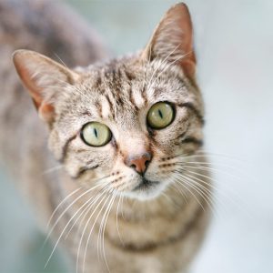 VetClean Surface Disinfectant