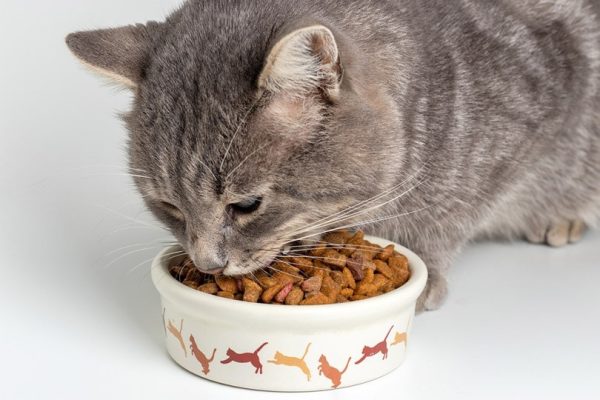 FelineFresh Lavender Scented Litter