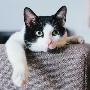 VetCare Eye Lubricating Drops