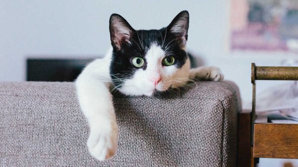 VetCare Eye Lubricating Drops