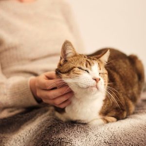 ReptiBoost Multivitamin Drops
